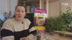 НИКОГДА НЕ БУДЕТ ЧЕРНОЙ НОЖКИ НА РАССАДЕ ТОМАТОВ! ПРОСТОЙ СПОСОБ