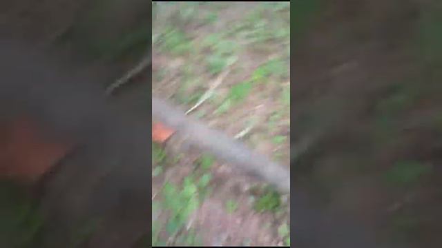 теперь за этот гриб можно получить уголовную статью. Ежовик плетистый, альпийский. смотреть онлайн