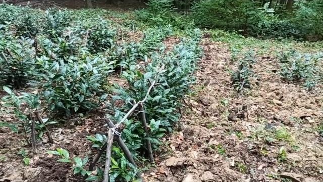 Укрытие кустов чая на зиму 2020/21 (Мукачево, Закарпатье, Украина) смотреть онлайн