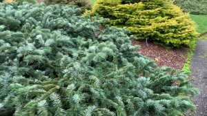 Abies amabilis 'Spreading Star' Pacific Silver Fir | Stunning Color and texture on this conifer!