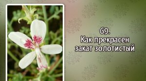 Гимны надежды 69 Как прекрасен закат золотистый (-)