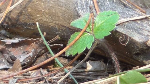 Непрерывное омоложение системы дыхания 1 часть Сытин Г Н смотреть онлайн
