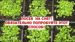 Посев на снег. Рассада крепкая и закаленная.