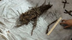 как сохранить корень ежевики до весны