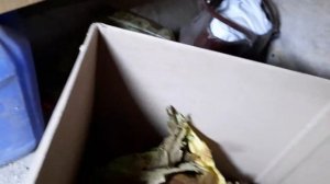 Режем табак на лапшерезке