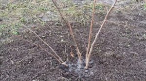 ФУНДУК ОБРЕЗАЮ и ПЕРЕСАЖИВАЮ