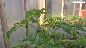 Томат РАННЯЯ ДЕВОЧКА (Early Girl tomato) ? Формируем в два стебля. ПАСЫНКОВАНИЕ.