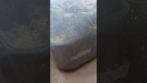 #2Бегония элатиор. Способы укоренения черенков.