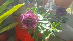 Адениум SuperStar летнее цветение. Ну совсем другой цветок!