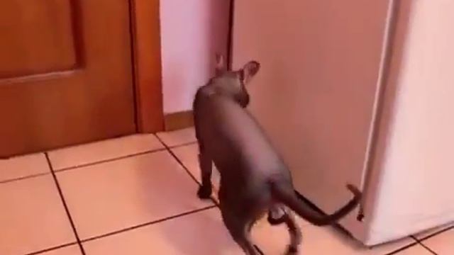 ГОВОРЯЩИЙ КОТ!!!   Как дела    Нормаально! смотреть онлайн