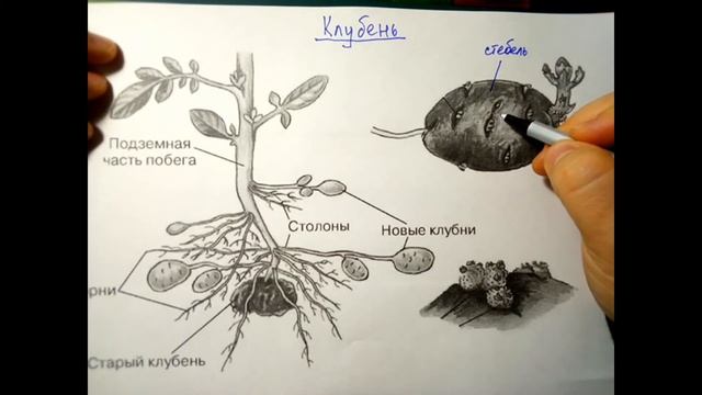 Видоизменения побегов смотреть онлайн