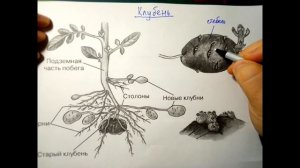Видоизменения побегов