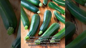 Кабачок Скворушка