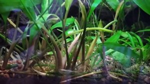 аквариум у Саши с живородкой