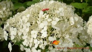 Гортензия древовидная Стерилис (sterilis sterilis) ? обзор: как сажать, саженцы гортензии Стерилис