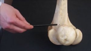 бедренная кость и коленная чашка крупного рогатого скота