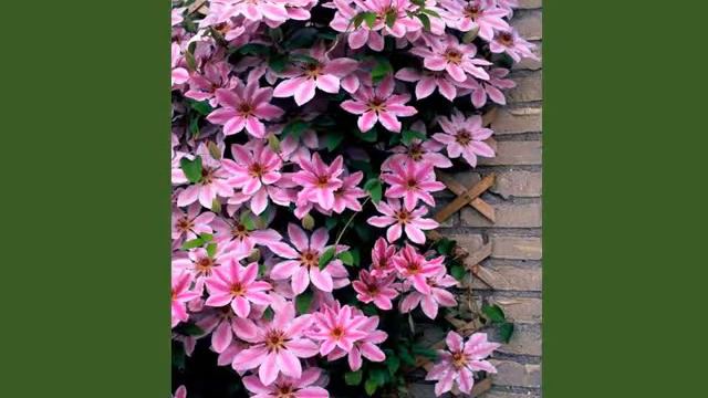 Cascade de culori Clematis смотреть онлайн