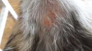 Кот облизывается и сглатывает слюну: основные причины