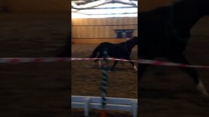 Отрывок новогоднего выступления в детской конной академии Рутения 2016