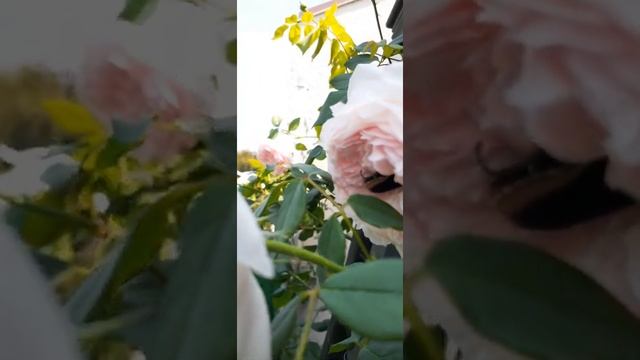 DAVID AUSTIN ROSES Wedgwood Rose Mid Summer смотреть онлайн