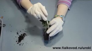 Курс 1. Часть 20. Если детка фиалки появилась очень глубоко.