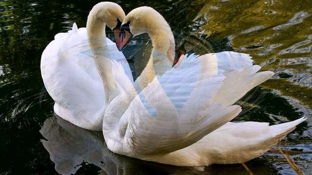 Красивая музыка. Простая мелодия любви. Лебеди. HAPPY ROMANCE New. Swans. Music for relaxation. смотреть онлайн