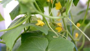 ПОЛЕЙТЕ ЭТИМ ОГУРЦЫ ИЗБАВИТ ОТ ВСЕХ БОЛЕЗНЕЙ И ПОЖЕЛТЕНИЯ ЛИСТЬЕВ