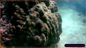 Остров Ко Лан -- подводный. Паттайя. Таиланд