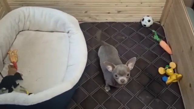 Щенок чихуахуа, лиловый