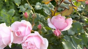 Роза Квин Оф Свиден!!!И всё же это она???