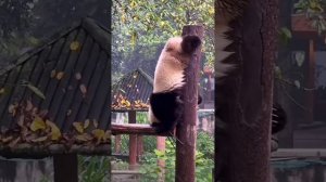 От работы панды дохнут! ?