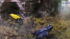 Здравствуй, милая лягушка.😀🎶🎵🎼♥️