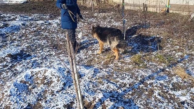 НЕМЕЦКАЯ ОВЧАРКА В ДЕСЯТЬ МЕСЯЦЕВ !!! смотреть онлайн