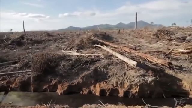 Пальмовое масло/Palm oil | Почему оно такое дешевое?