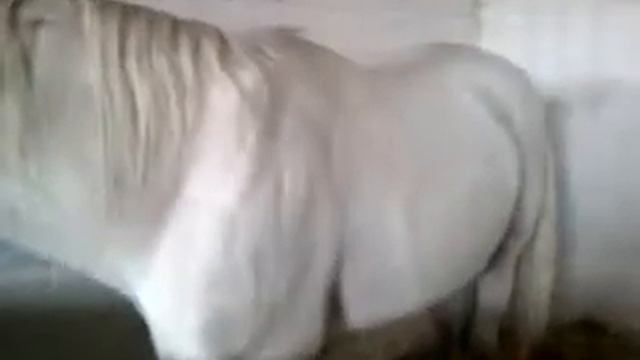 RuSSIR 2010. Воронеж. Хреновое смотреть онлайн