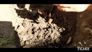 Сажаем жёлтый пион "бартзелла"