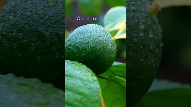 #citrus #gardening #shots #цитрусовые #грейпфрут #plants #экзотическиерастения