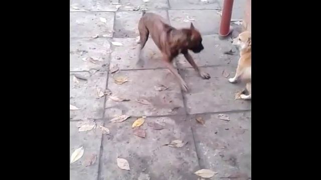 Собака боксёр. Породы собак. Приколы с животными. смотреть онлайн