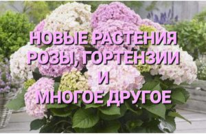 Получила посылку с растениями для сада. Розы. Гортензии.