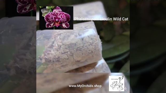Phalaenopsis Lioulin Wild Cat , Hybrid Orchidee aus Taiwan смотреть онлайн