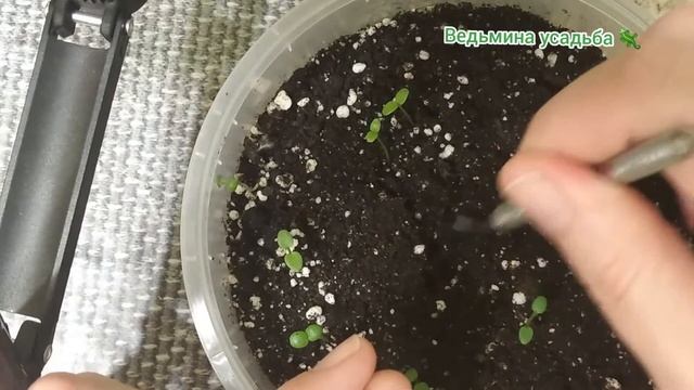 Взошла виола. Уход за сеянцами. Как избежать первых ошибок? смотреть онлайн