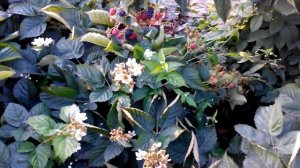 Этот ремонтантный сорт ежевики просто бомба...