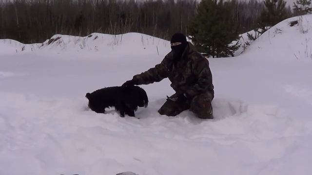 Русский спаниель, тренировка.