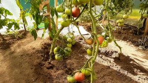 Томат "Анжела-Гигант"