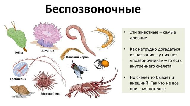 10.1 Животные часть I (5 класс) - введение в Биологию смотреть онлайн