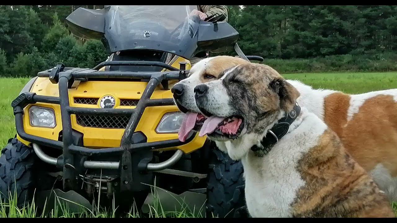 Приглашаем на прогулку в заброшенную ракетную часть.. УСАДЬБА КАРХУЛА питомник САО и алабаев. смотреть онлайн