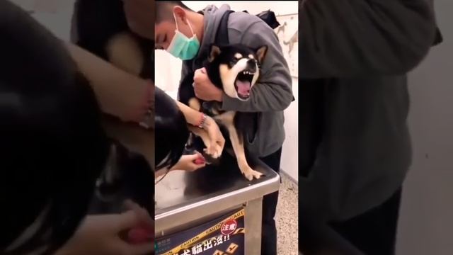 У Собаки ? Истерика - она боится стричь Когти ? Funny Dog ? #shorts смотреть онлайн