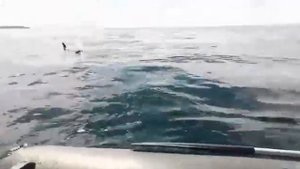 Косатки и Человек