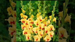 Гладиолусы для новичков. Все о гладиолусов.