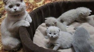Вислоухие Шотландские котята /ᐠ。ꞈ。ᐟ\/Характер,отношение,уход, кормёжка.\